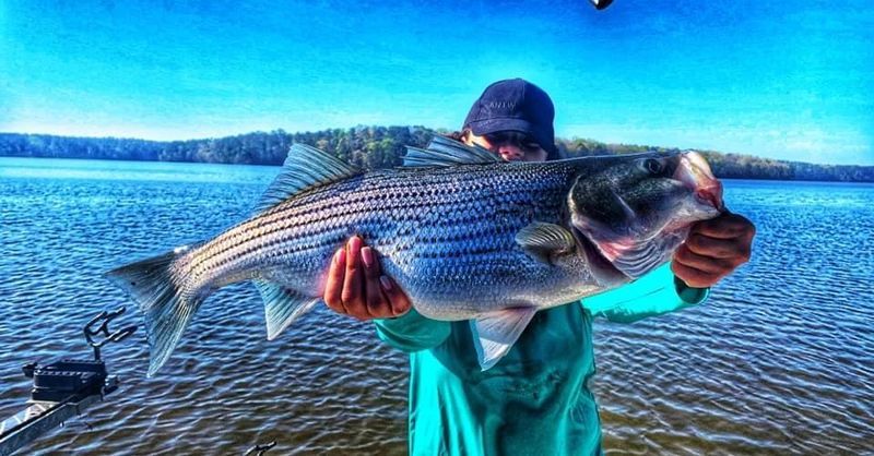 Striper Fishing Clarks Hill Lake | 6 Hour Adventure Small Group